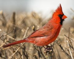 Northern Cardinal close up