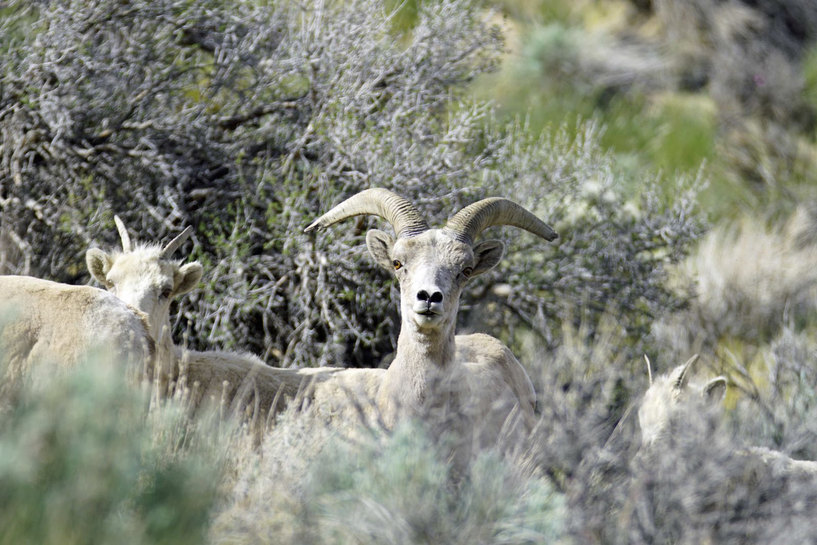 Endangered Sierra Nevada Bighorn Sheep RAM