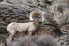 Mature Bighorn Ram