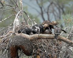 Hawk Raised By Golden Eagles With Eagle Chicks #sonyalphagallery