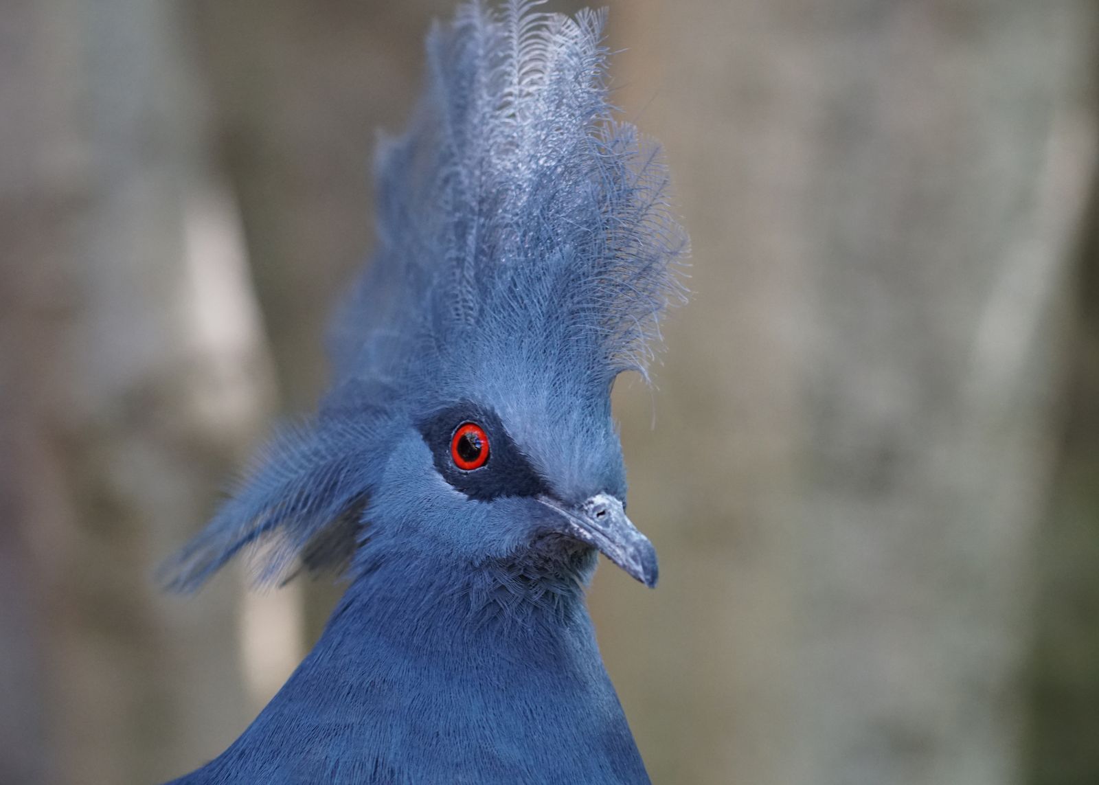 Red-eye Blue Hen