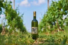 Sauvignon vine from Croatia