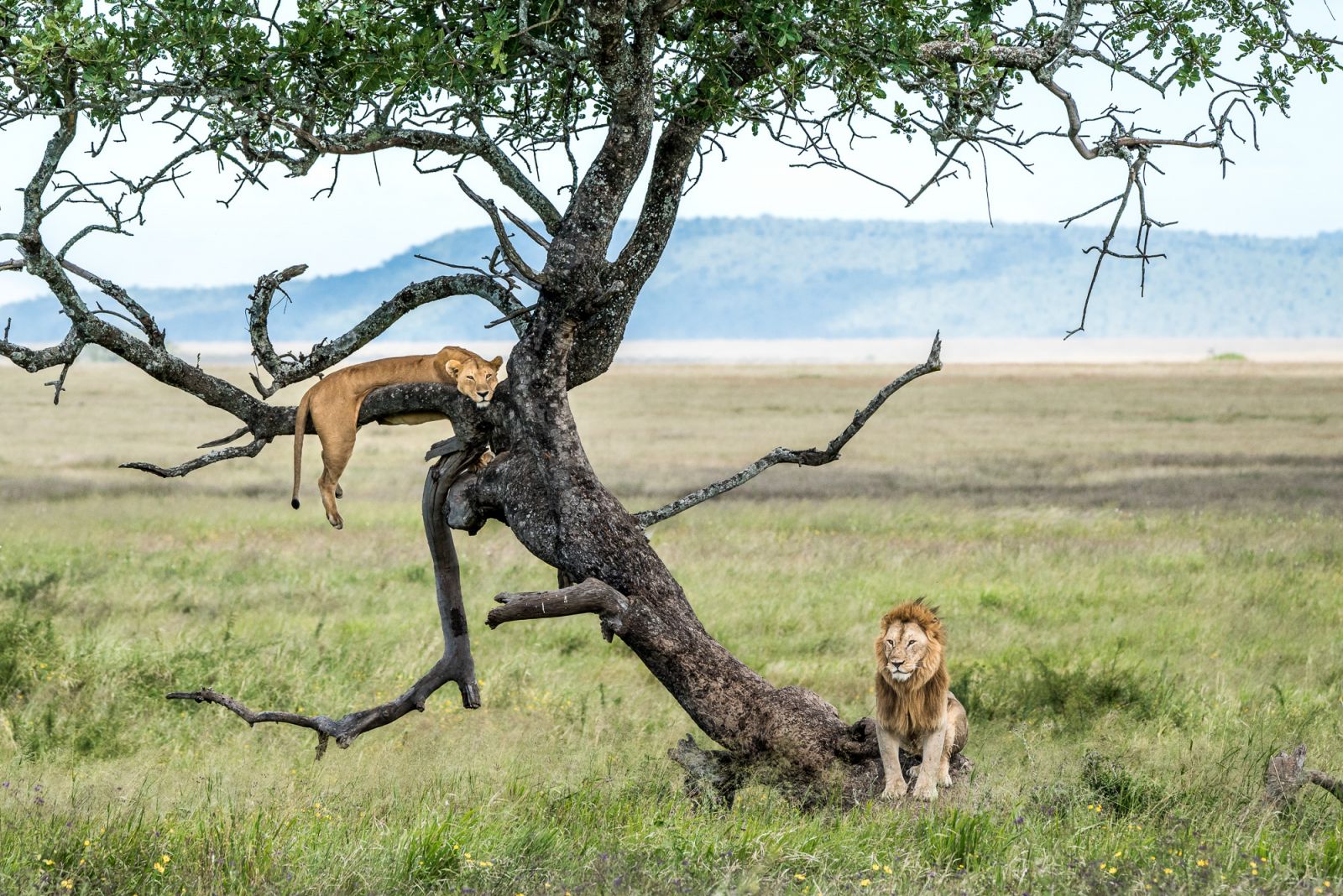 Lions and tree
