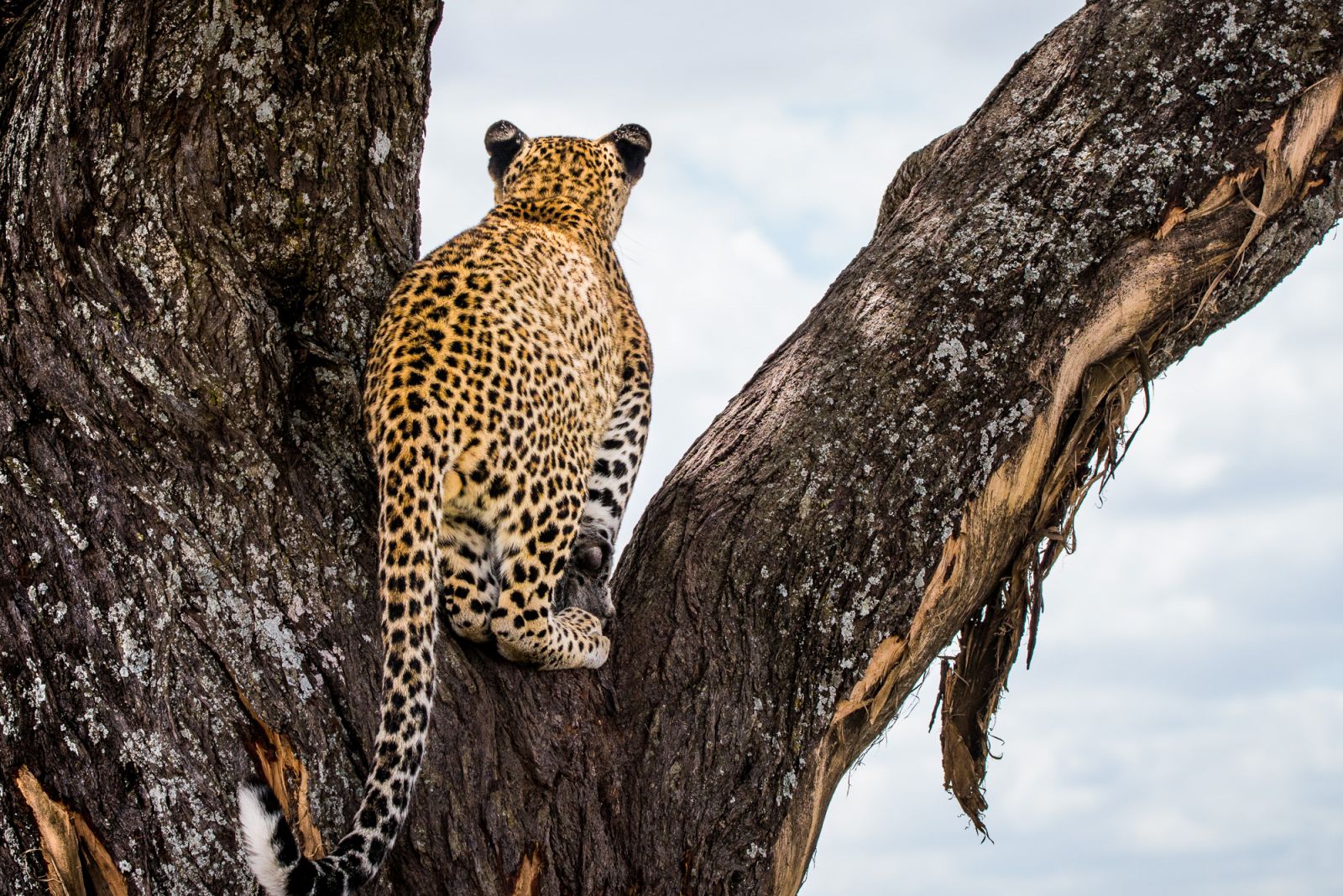 Leopard on acacia
