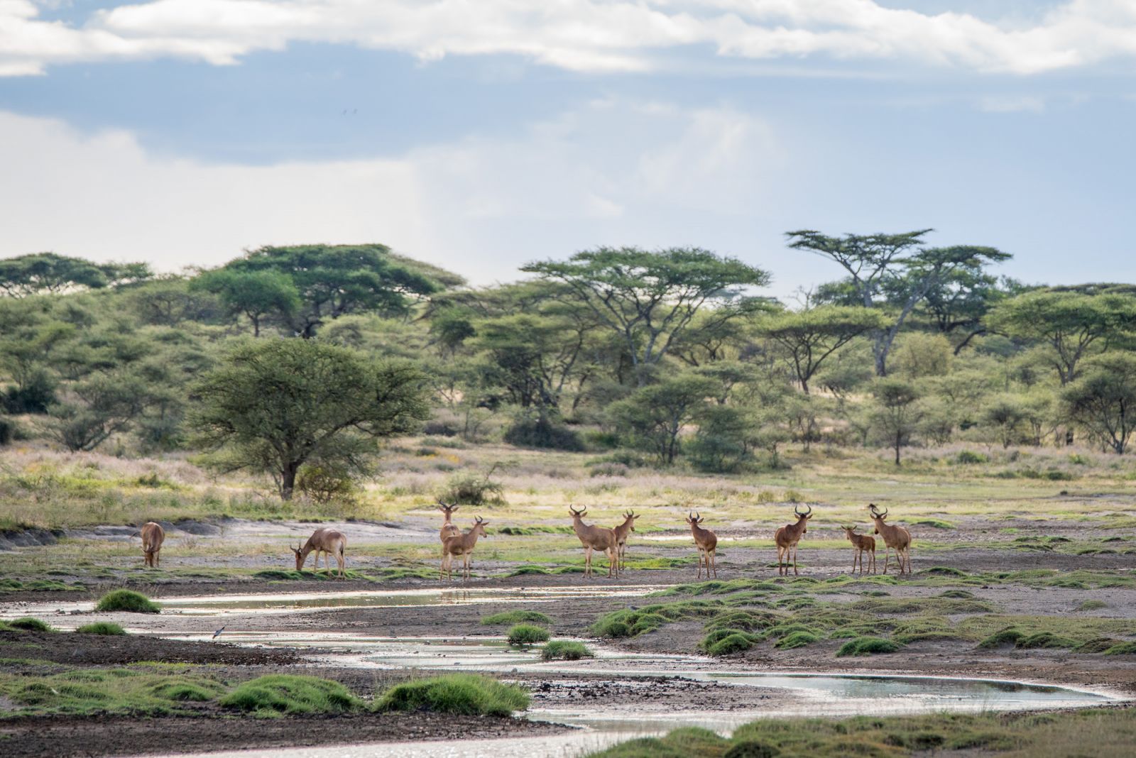 Kongoni antelopes at the river