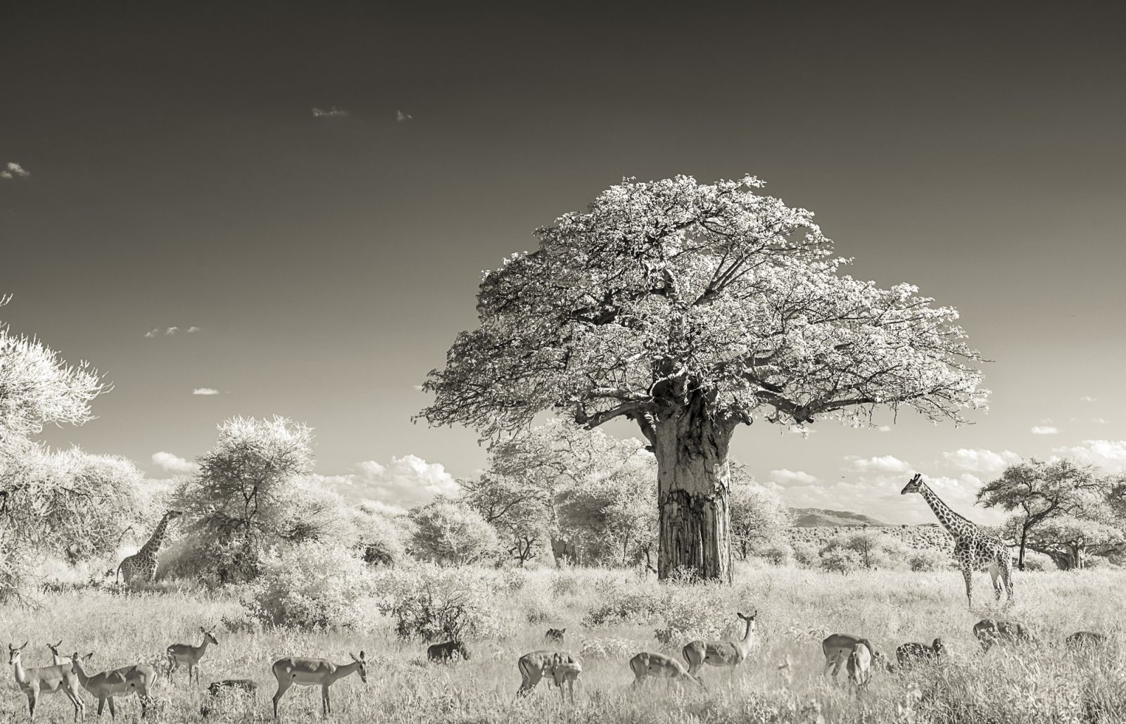 Baobab and animals