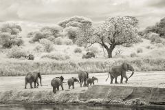 Elephants on river bank