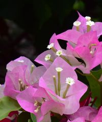 Bougainvillea Blossoms