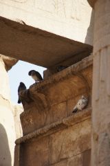 Luxor Temple Pigeons