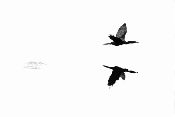 Cormorant taking off.jpg