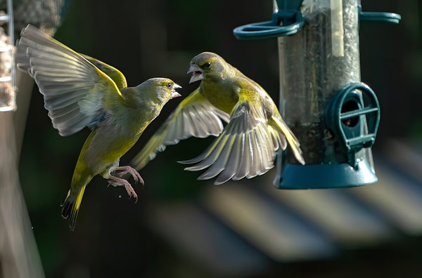Greenfinch dispute