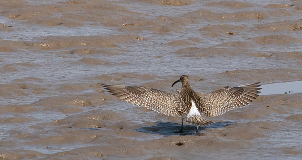 Whimbrel Stretching