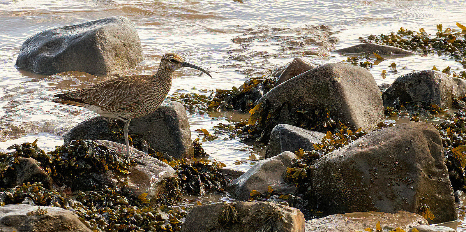 Whimbrel on the rocks