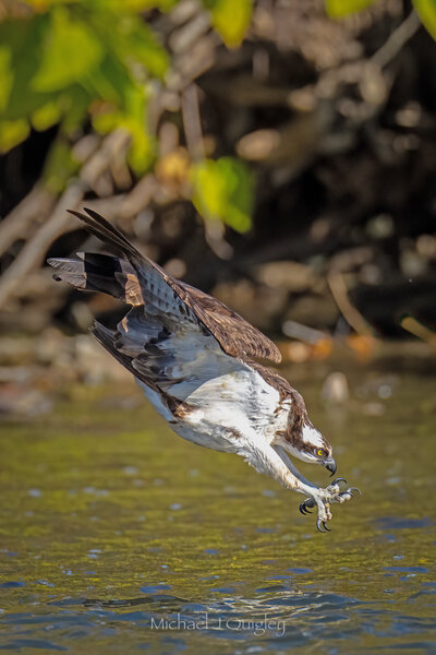 diving osprey.jpg