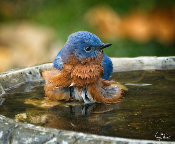 BlueBird Bathtime-2.jpg