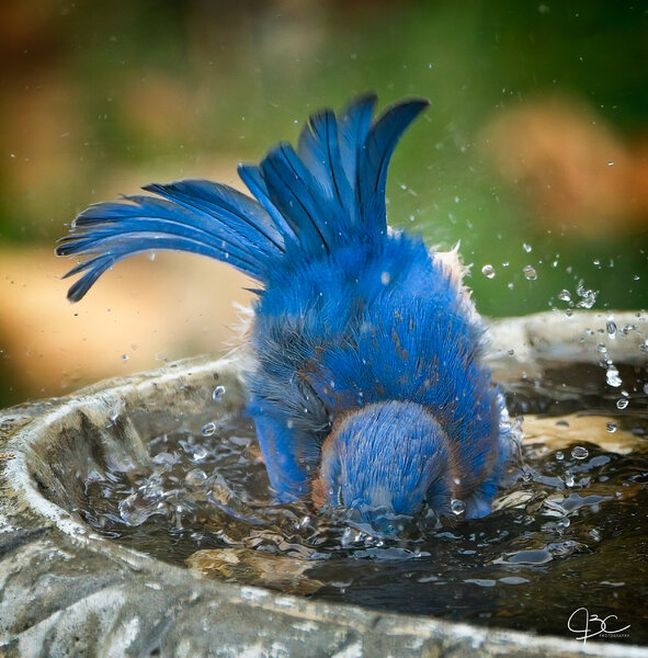 BlueBird Bathtime 1.jpg